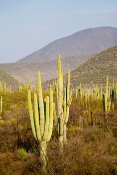 Cactus