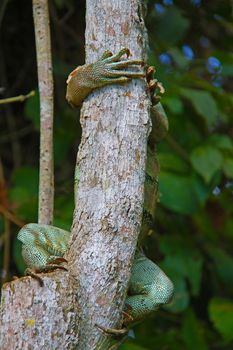 Lizzard on a tree