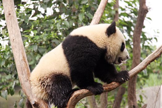 Young panda on a tree