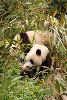 Three young pandas eating bamboo