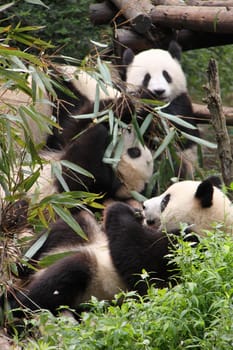 Three young pandas eating bamboo