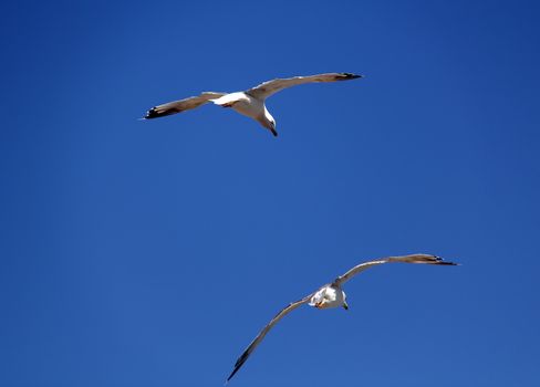 Seagulls flying on a clear blue sky
