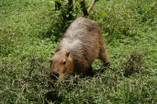 Wild capybara shot in Venezuela