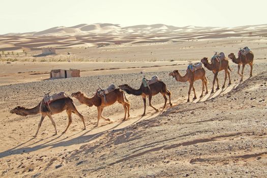 Caravan of camels in the sandy desert in Erg Chebbi, Morocco
