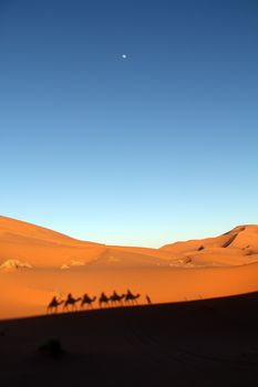 Shadows of a camel caravan on the desert sand in late afternoon with rising moon taken in Erg Chebbi in Morocco