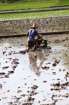 Man working on a rice field in China