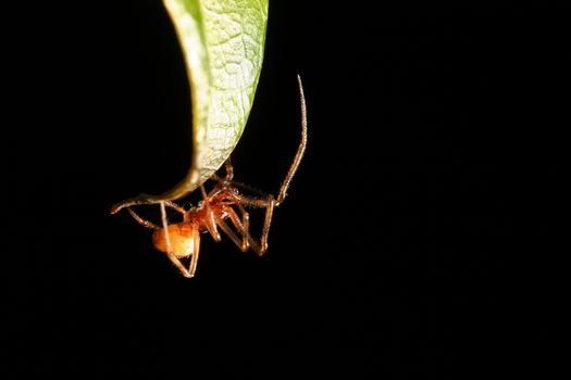 Spider on a leaf with shallow DOF