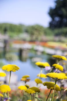 Flower garden in Hyde Park in London, with visitors in the background.