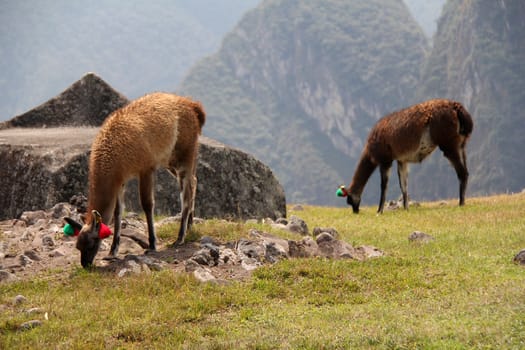 Lamas in Bolivian altiplano.