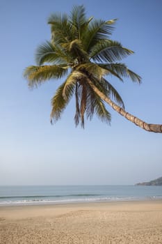 Palm tree on a beach with waves in Palolem, Goa, India