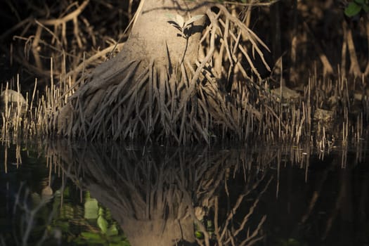 Interesting roots of a tree with reflection in the water