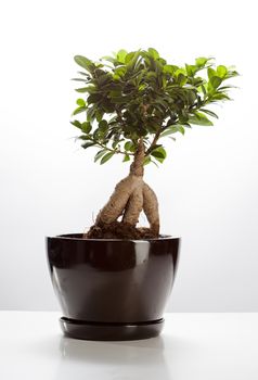 Bonsai Ficus Ginseng isolated on white background