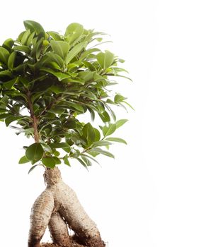 Bonsai Ficus Ginseng isolated on white background