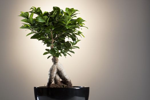 Bonsai Ficus Ginseng