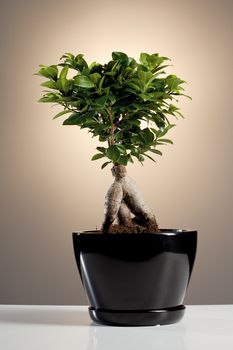 Bonsai Ficus Ginseng