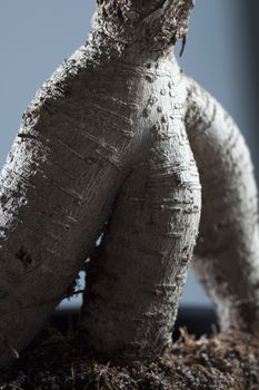 Close-up of a potted plant.