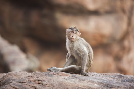 Monkey sitting on rock