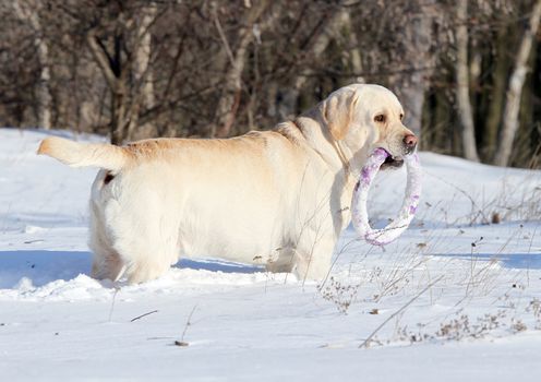 yellow labrador in the snow in winter with a purple toy