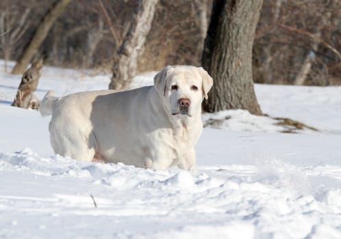 the yellow labrador in the snow in winter