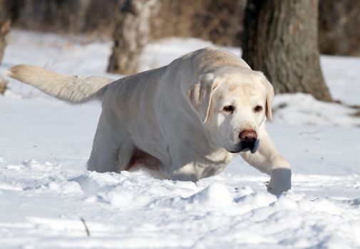 a yellow labrador in the snow in winter