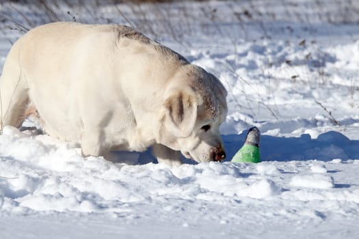 yellow labrador in the snow in winter with a green toy portrait