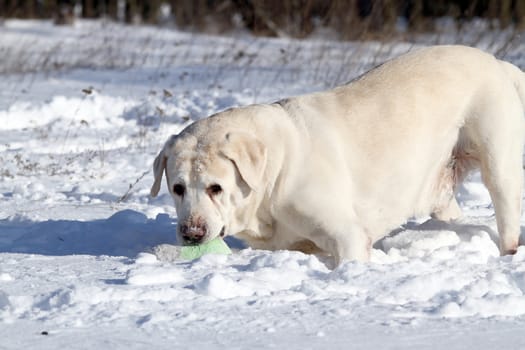 a yellow labrador in the snow in winter with a green toy portrait