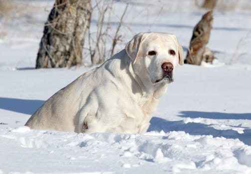 a nice yellow labrador in the snow in winter
