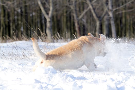 nice yellow labrador in the snow in winter