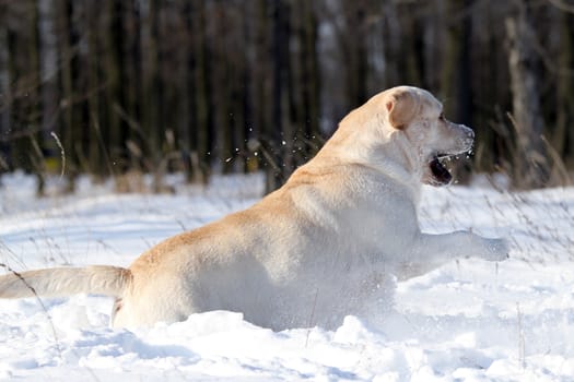 the nice yellow labrador in the snow in winter