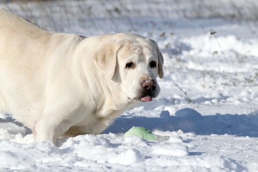the yellow labrador in the snow in winter with a green toy portrait