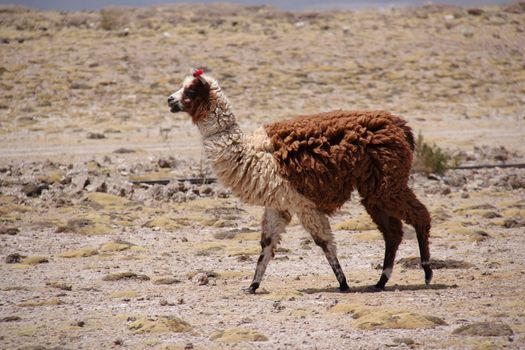 Lama shot in Bolivia