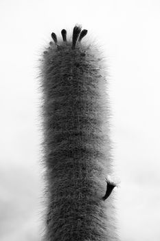 Cactus with blossoms in latin america