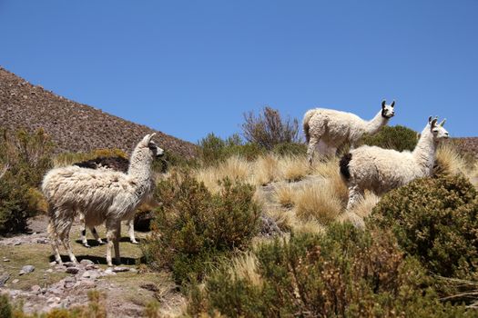 Lamas shot in Bolivia