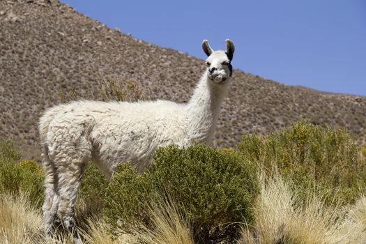 Lama shot in Bolivia
