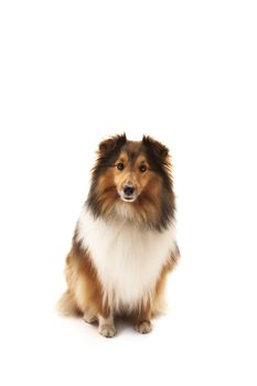 Portrait of Shetland sheepdog over white background