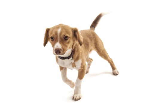 Portrait of mixed breed dog running on white background