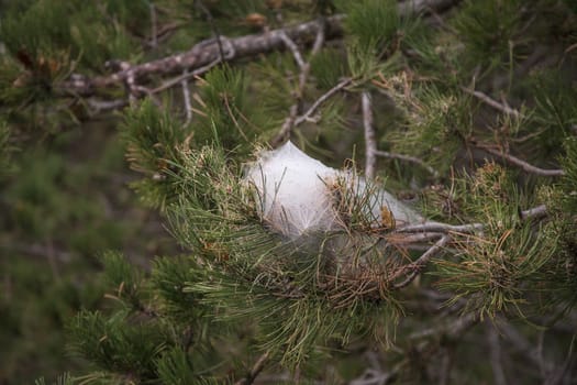 Spider's net on a pine tree.