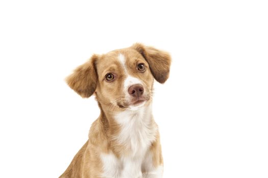 Portrait of mixed breed dog on white background