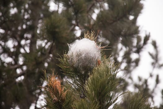 Spider's net on a pine tree.