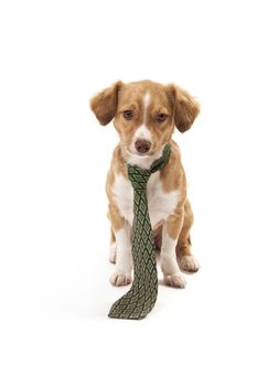 Dog wearing necktie over white background