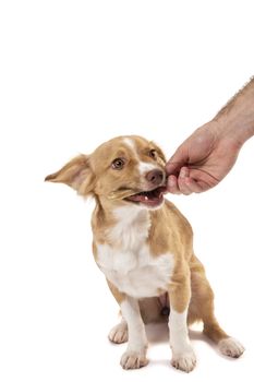 Close-up of human hand holding bone feeding his pet dog