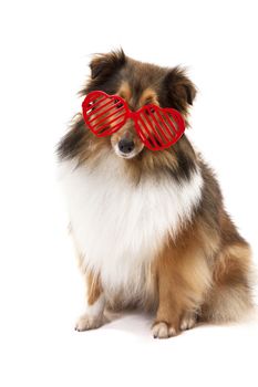 Portrait of Shetland Sheepdog wearing red heartshape goggle