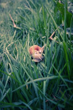 Snail on a grass
