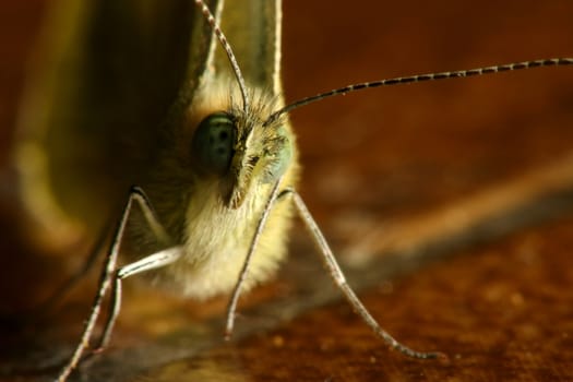 Butterfly poritrait