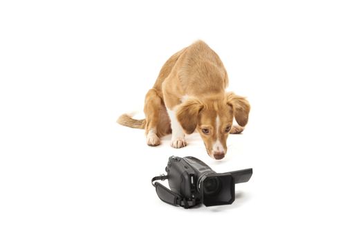 Portrait of dog looking at camcorder isolated over white background