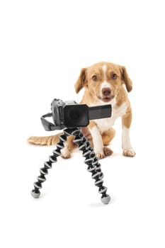 Portrait of dog looking at camcorder on tripod isolated over white background