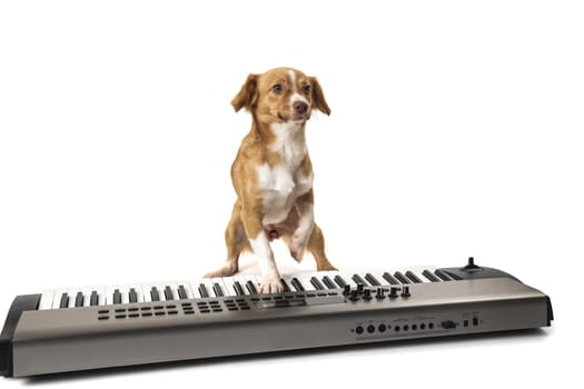 Dog playing music on piano isolated over white background