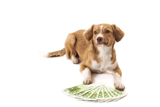 Portrait of dog in front of euro banknote over white background
