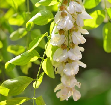 honey drops  with acacia blossoms in garden