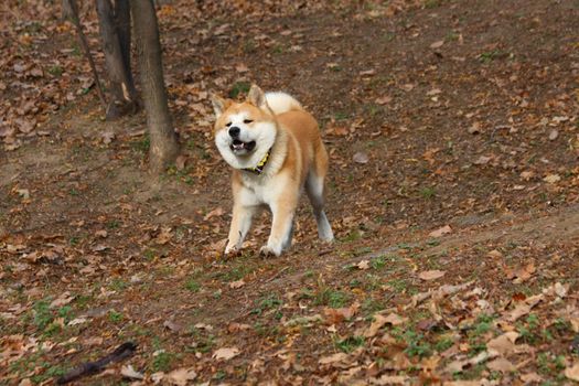Young Akita inu running  in public park